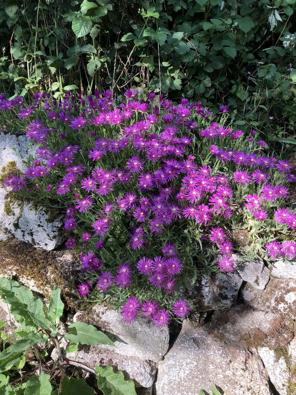 POURPIER VIVACE DE COOPER<br><i><b>Delosperma cooperi</i></b>