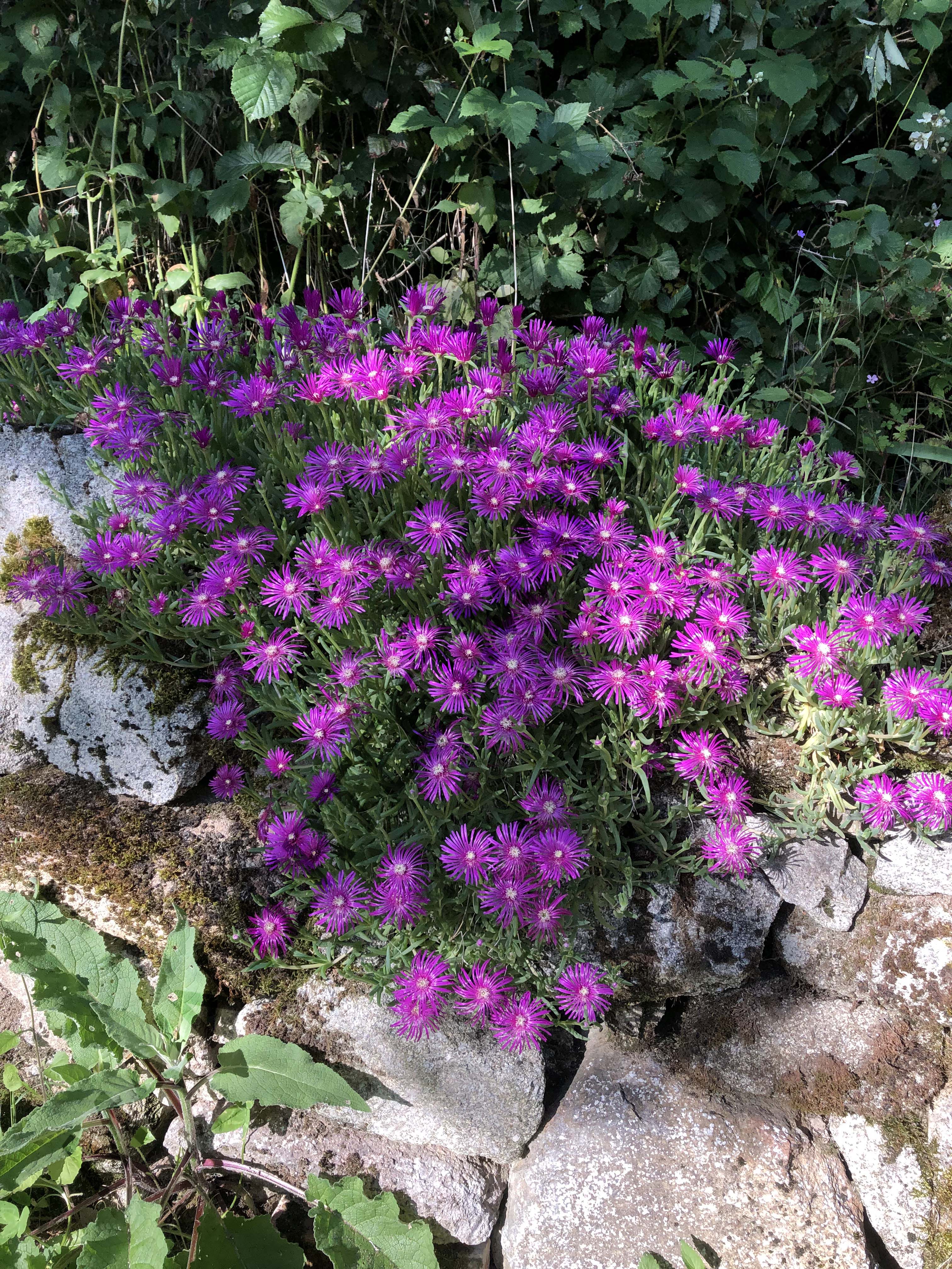 POURPIER VIVACE DE COOPER<br><i><b>Delosperma cooperi</i></b>