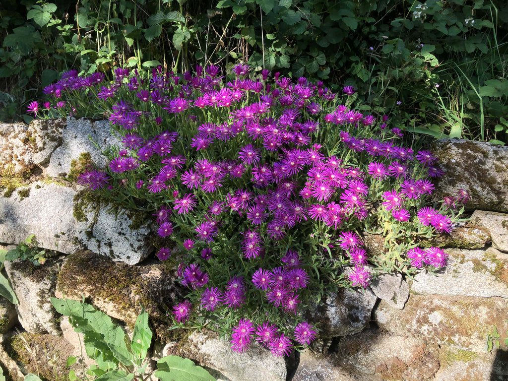 POURPIER VIVACE DE COOPER<br><i><b>Delosperma cooperi</i></b>