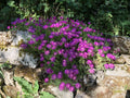 POURPIER VIVACE DE COOPER<br><i><b>Delosperma cooperi</i></b>