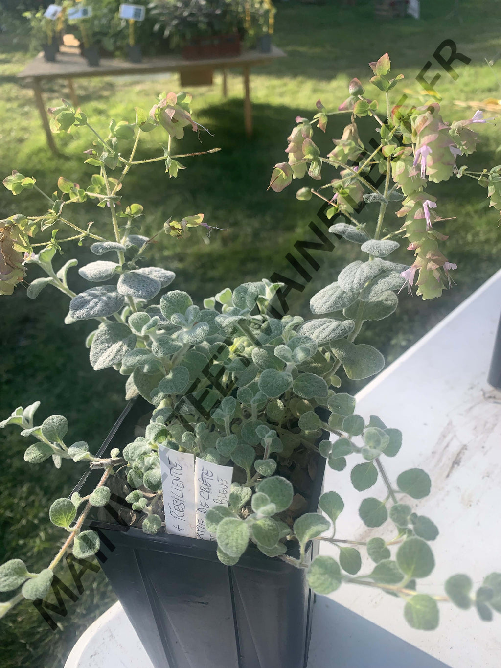 DICTAME DE CRÊTE<br><i><b>Origanum dictamnus</i></b>