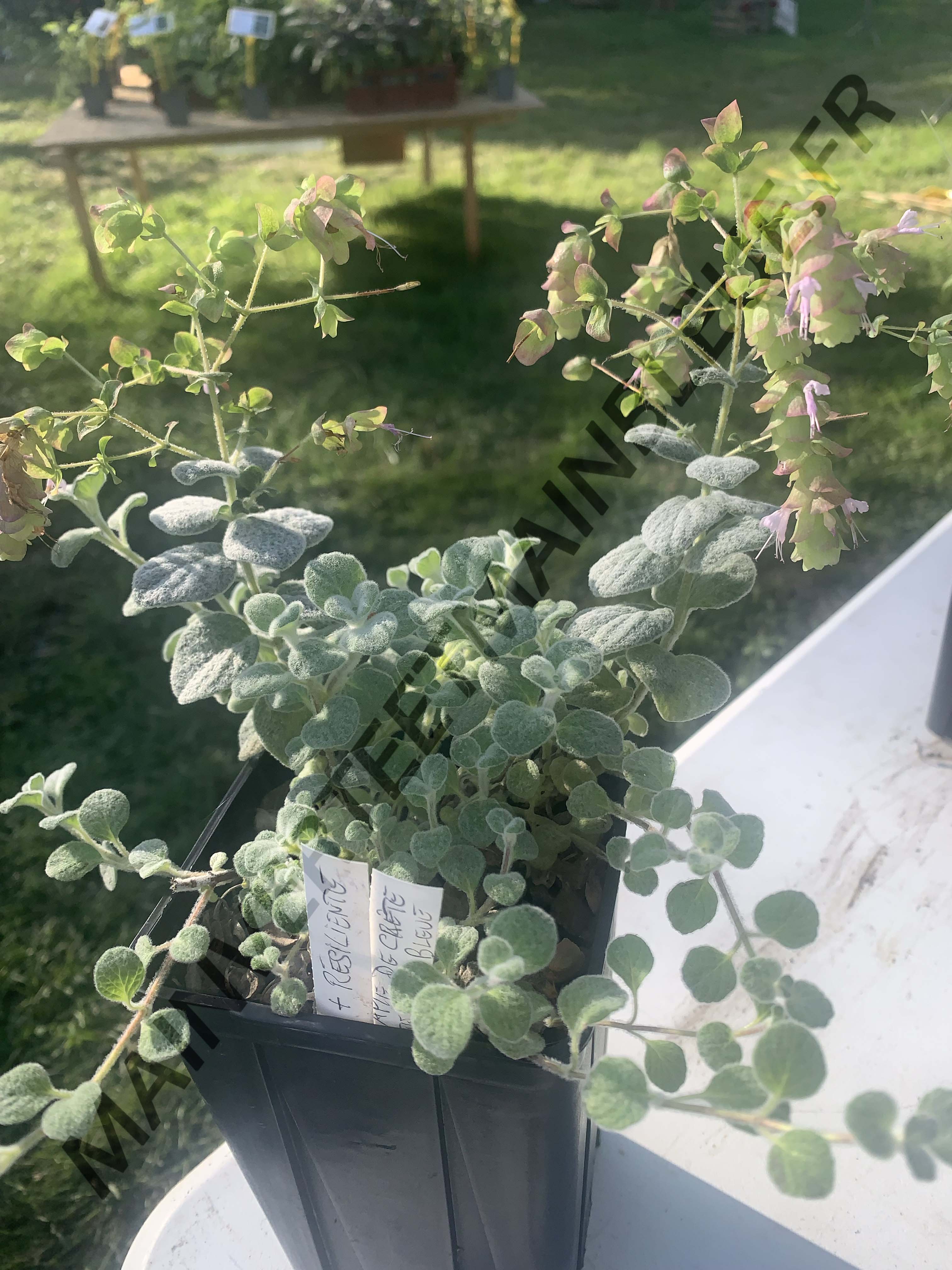 DICTAME DE CRÊTE<br><i><b>Origanum dictamnus</i></b>