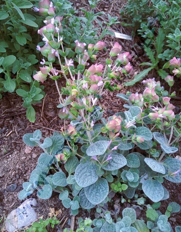 DICTAME DE CRÊTE<br><i><b>Origanum dictamnus</i></b>