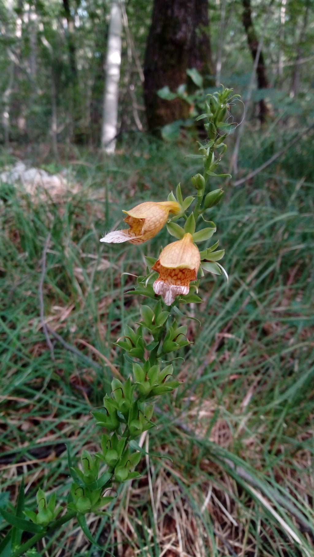 DIGITALE FERREUSE 'Gelber Herold'<br><i><b>Digitalis ferruginea 'Gelber Herold'</i></b>