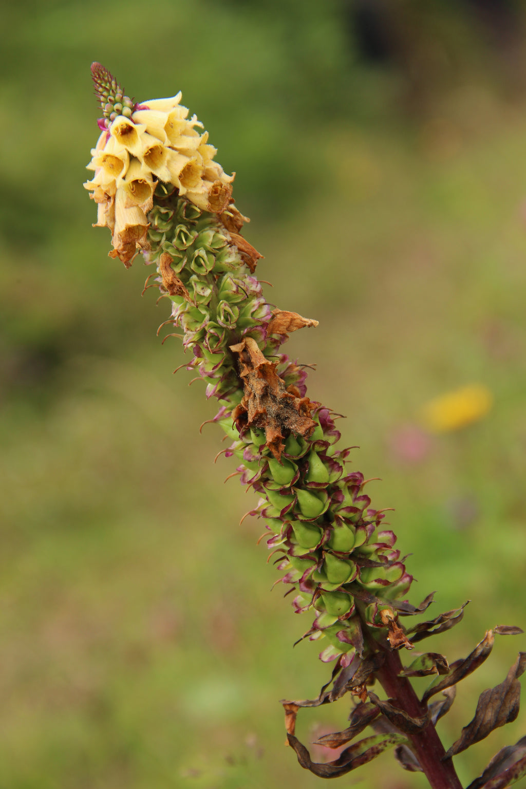 DIGITALE FERREUSE 'Gelber Herold'<br><i><b>Digitalis ferruginea 'Gelber Herold'</i></b>