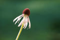 ECHINACEE PÂLE 'hula dancer'<br><i><b>Echinacea pallida 'hula dancer'</i></b>