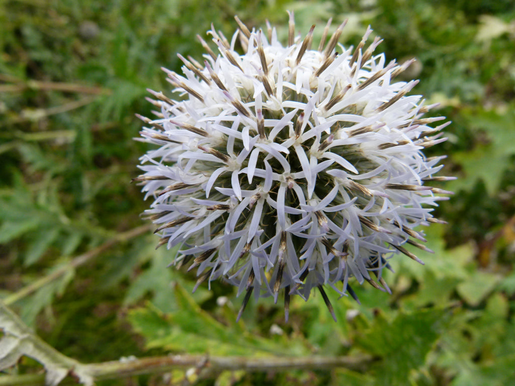 CHARDON BOULE A FLEURS BLANCHE 'star frost'<br><i><b>Echinops bannaticus 'star frost'</i></b>