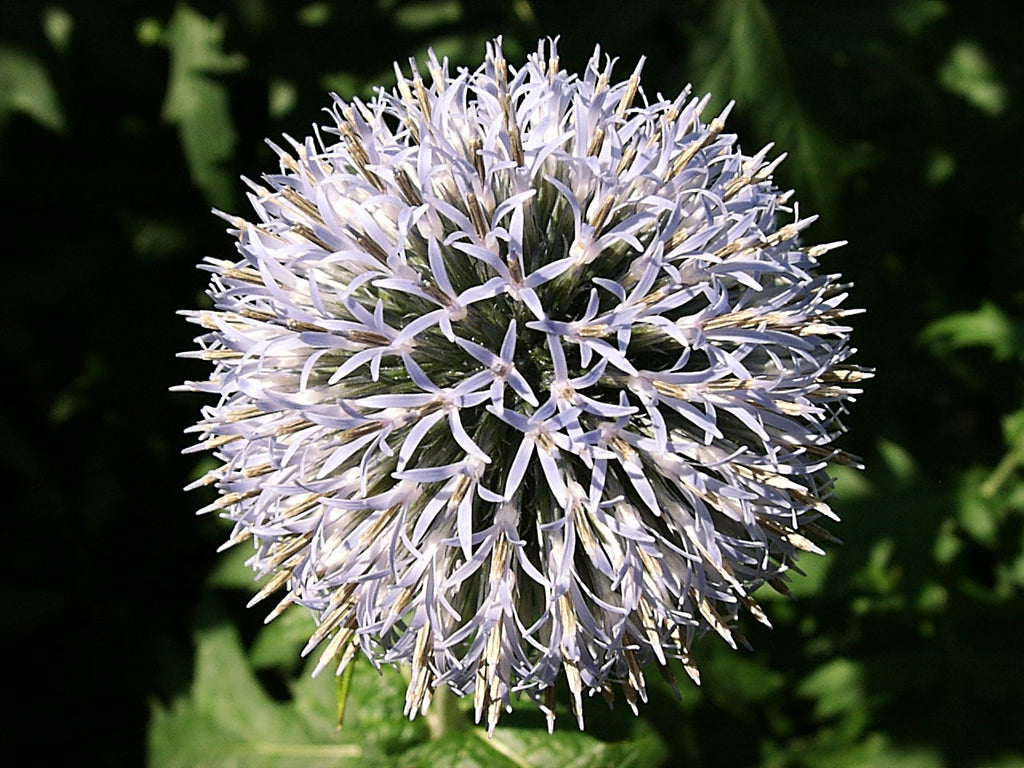 CHARDON BOULE A FLEURS BLANCHE 'star frost'<br><i><b>Echinops bannaticus 'star frost'</i></b>
