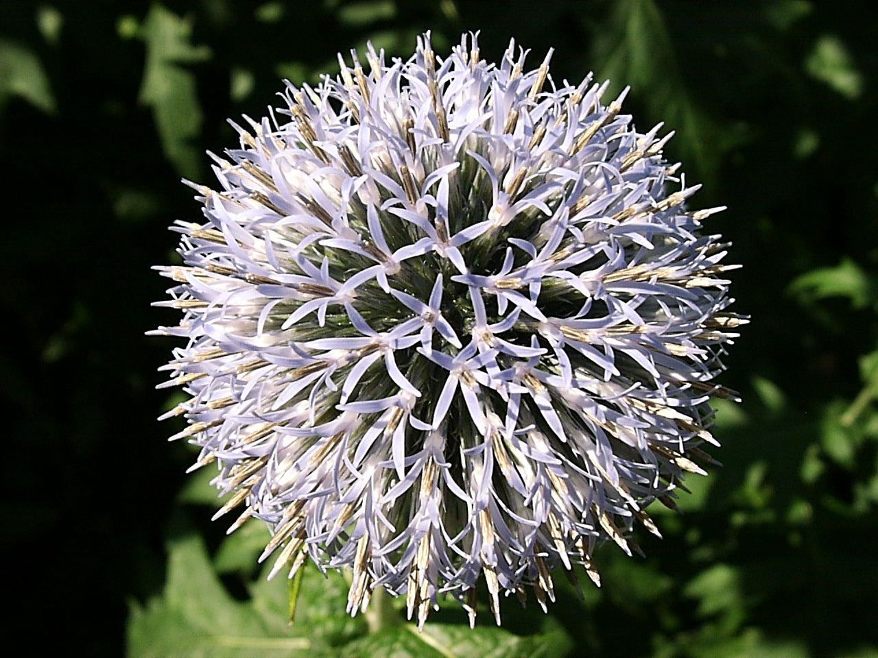 CHARDON BOULE A FLEURS BLANCHE 'star frost'<br><i><b>Echinops bannaticus 'star frost'</i></b>