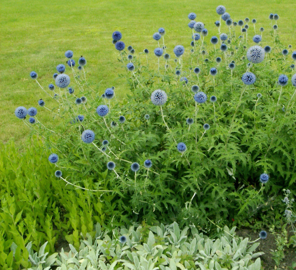 CHARDON BOULE 'Platinium Blue'<br><i><b>Echinops ritro 'Platinium Blue'</i></b>