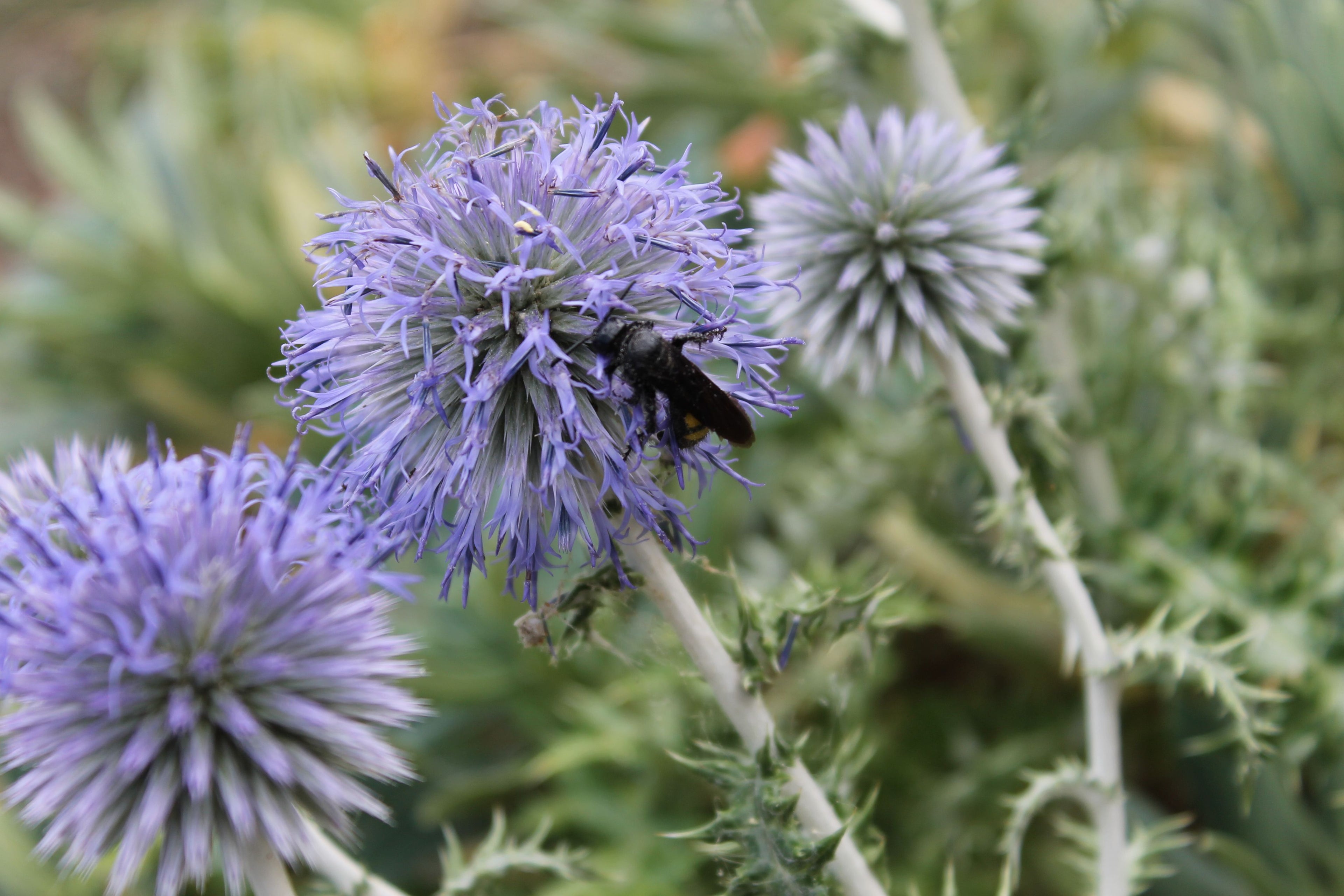CHARDON BOULE 'Platinium Blue'<br><i><b>Echinops ritro 'Platinium Blue'</i></b>