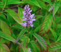 MENTHE EN ARBRE<br><i><b>Elsholtzia stauntonii</i></b>