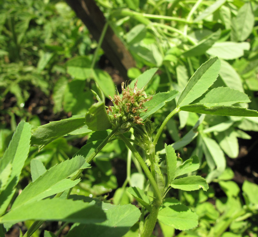 FENUGREC<br><i><b>Trigonella foenum-graecum</i></b>