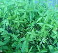 GARANCE DES TEINTURIERS<br><i><b>Rubia tinctorum</i></b>
