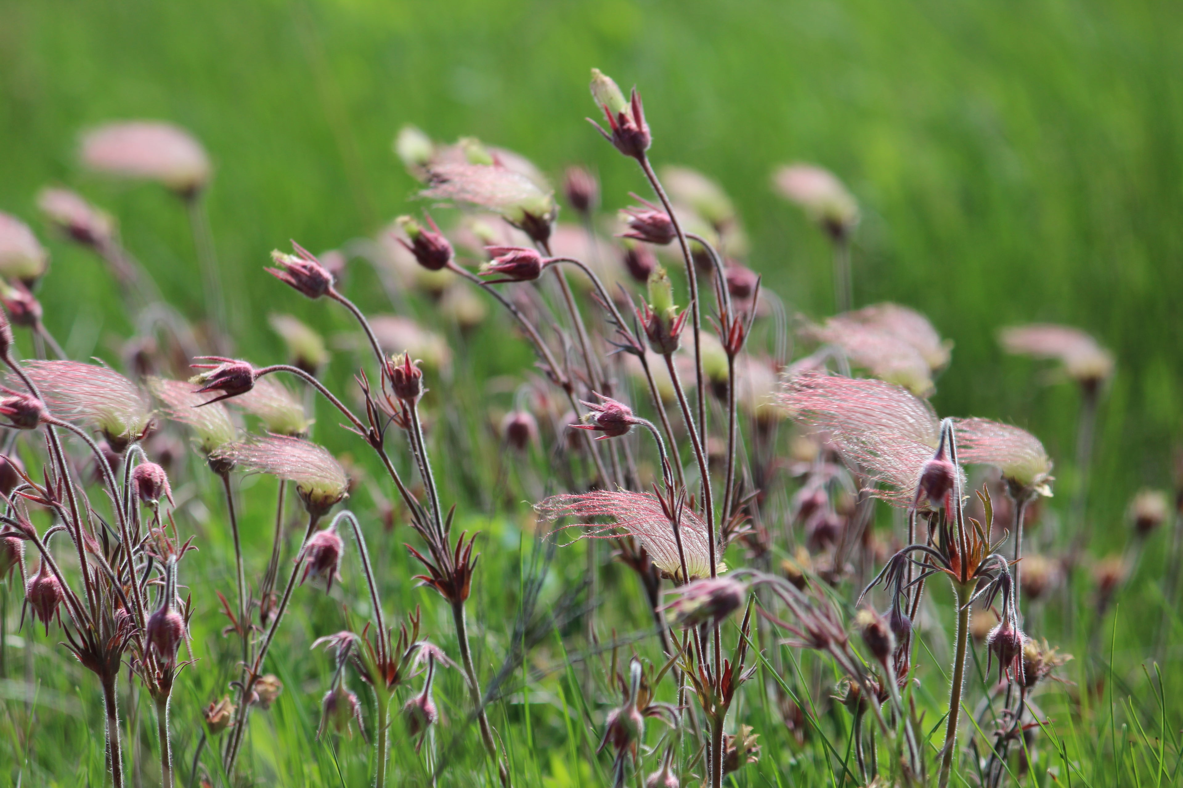 FUMÉE DE PRAIRIE<br><i><b>Geum triflorum</i></b>