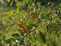 GOJI<br><i><b>Lycium barbarum</i></b>
