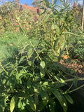GRÉMIL DES TEINTURIERS<br><i><b>Lithospermum erythrorhizon</i></b>