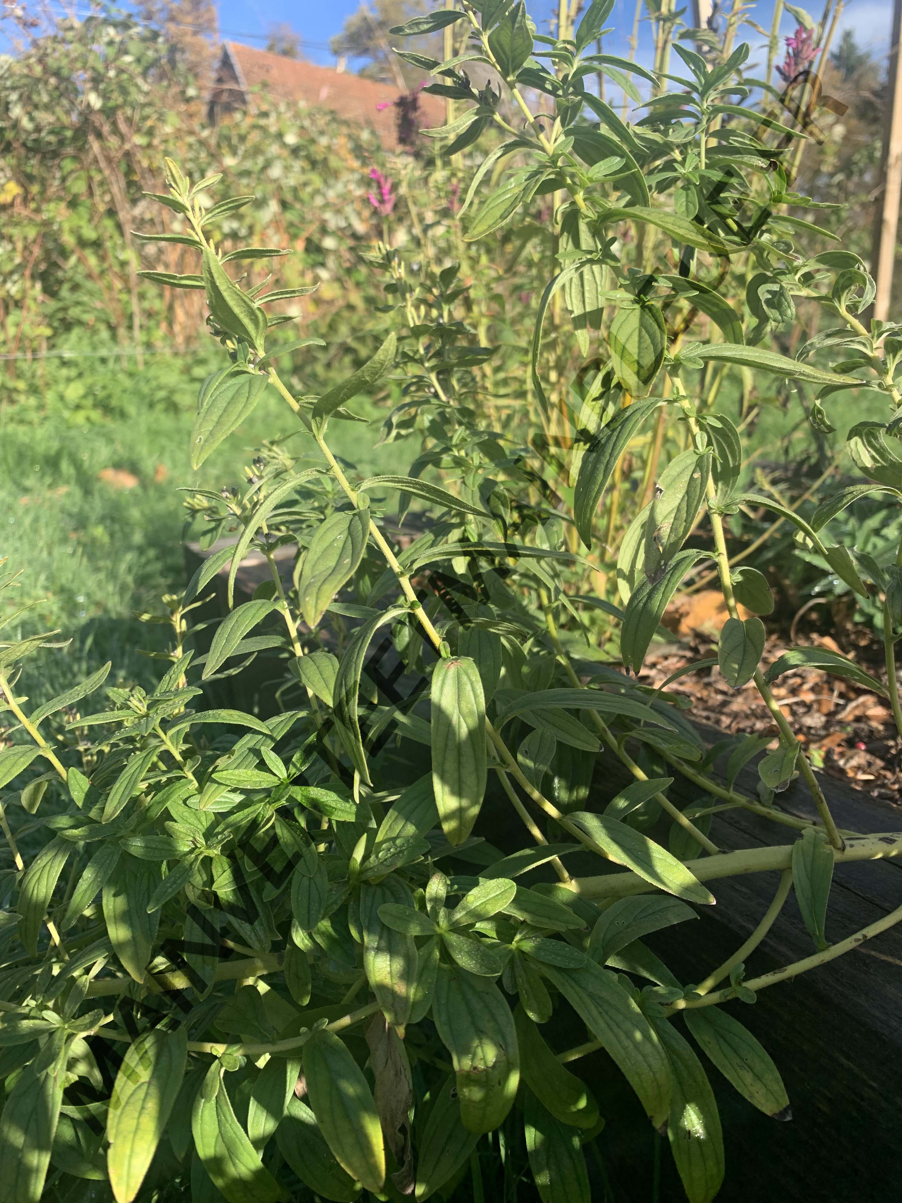 GRÉMIL DES TEINTURIERS<br><i><b>Lithospermum erythrorhizon</i></b>