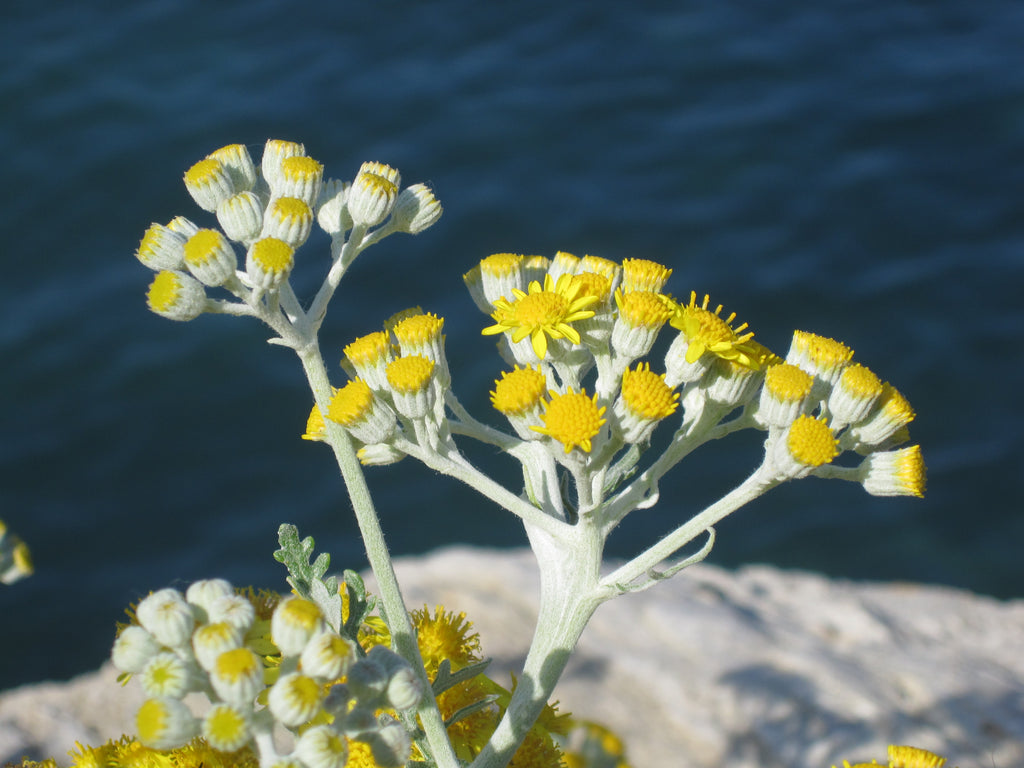 IMMORTELLE D'ITALIE  'HERBE A CURRY'<br><i><b>Helichrysum italicum</i></b>