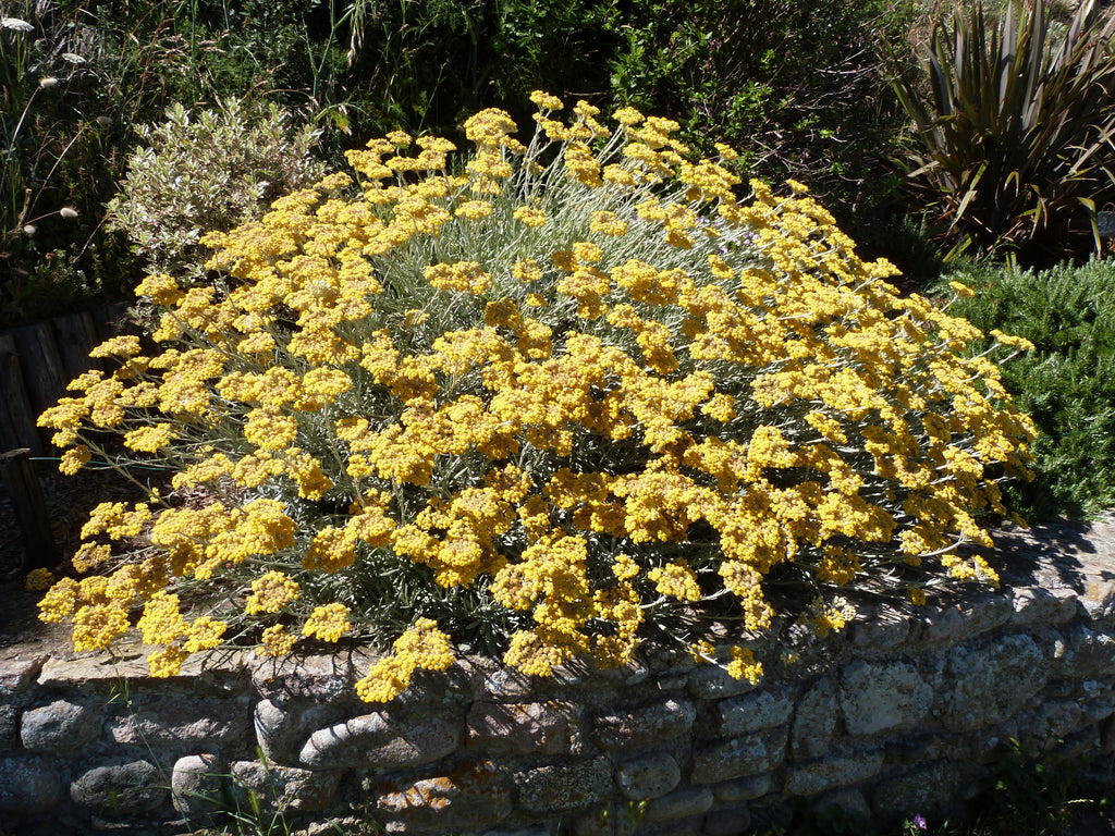 IMMORTELLE D'ITALIE  'HERBE A CURRY'<br><i><b>Helichrysum italicum</i></b>