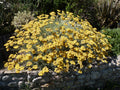IMMORTELLE D'ITALIE  'HERBE A CURRY'<br><i><b>Helichrysum italicum</i></b>