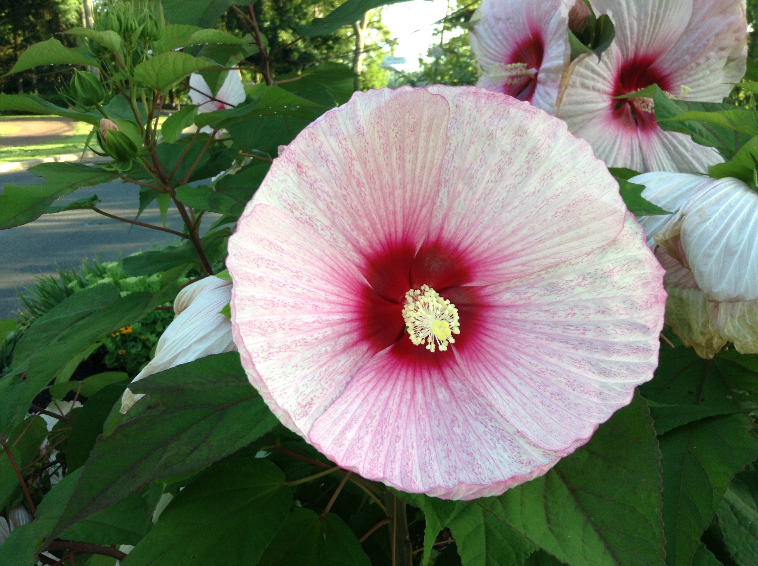 HIBISCUS DES MARAIS<br><i><b>Hibiscus moscheutos</i></b>