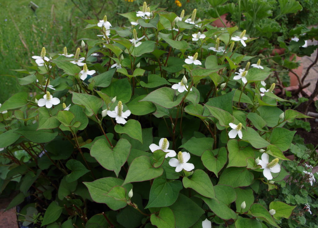 POIVRE DE CHINE<br><i><b>Houttuynia cordata</i></b>