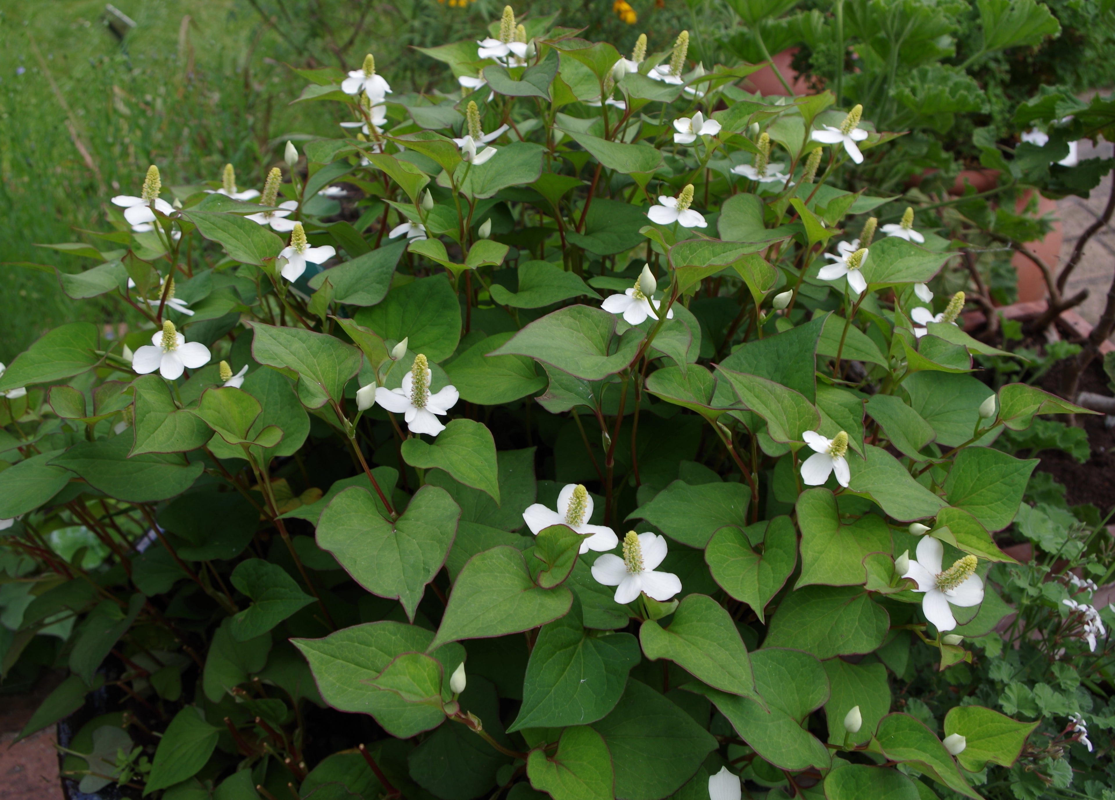 POIVRE DE CHINE<br><i><b>Houttuynia cordata</i></b>