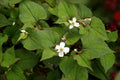 POIVRE DE CHINE<br><i><b>Houttuynia cordata</i></b>
