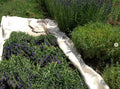 HYSOPE<br><i><b>Hyssopus officinalis</i></b>