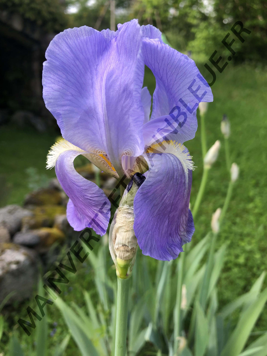 IRIS PALLIDA<br><i><b>Iiris pallida</i></b>