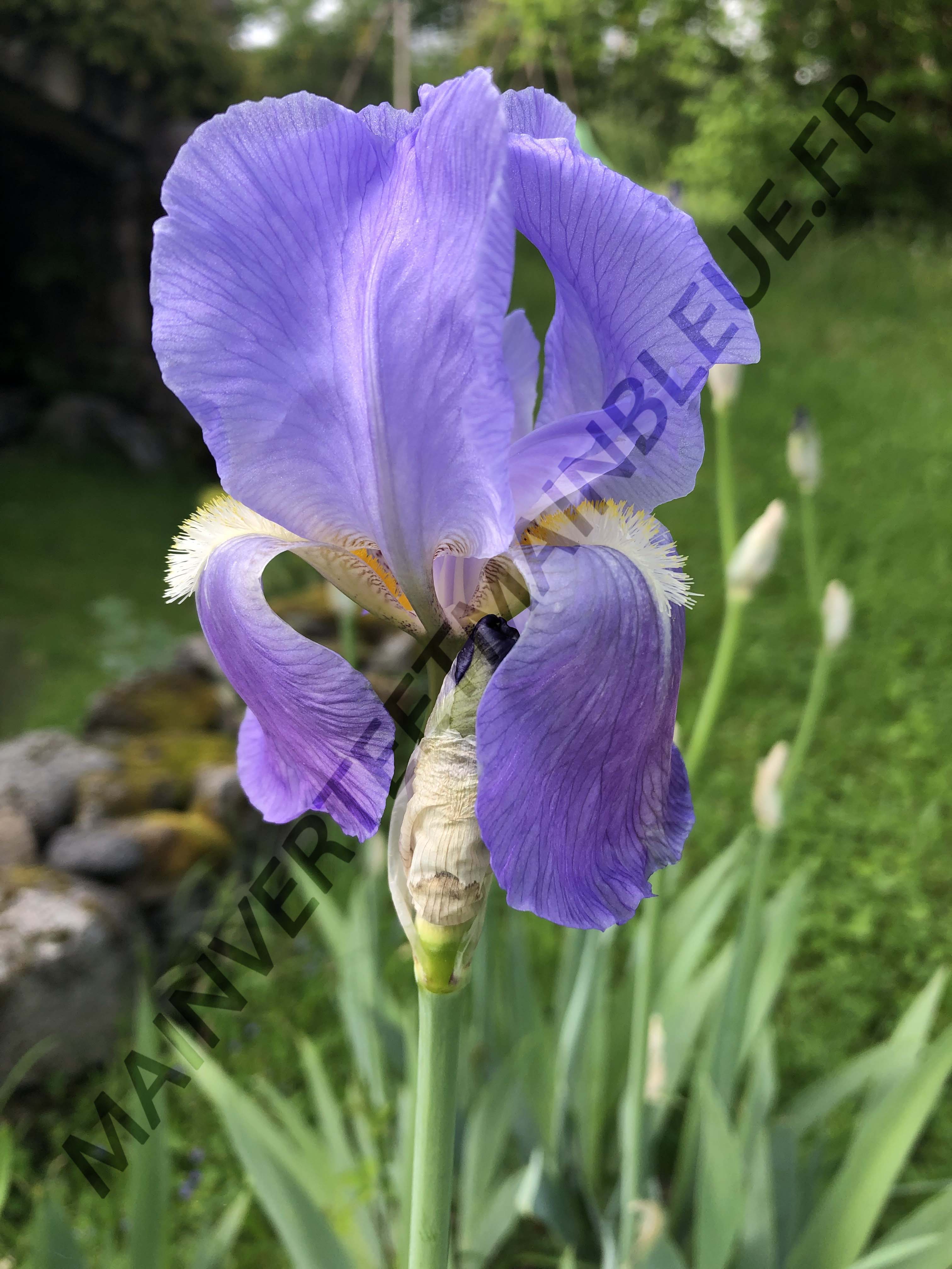 IRIS PALLIDA<br><i><b>Iiris pallida</i></b>