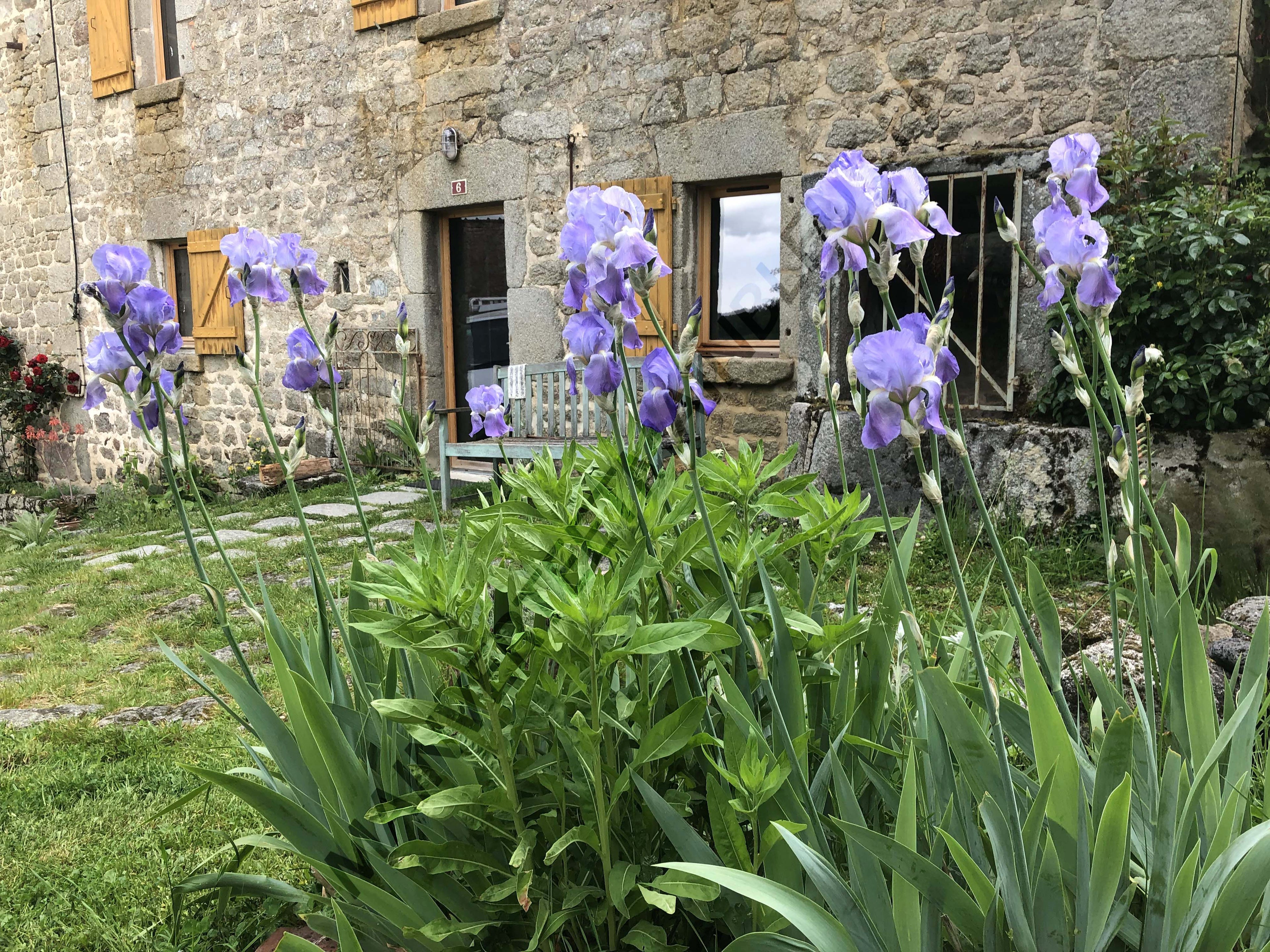 IRIS PALLIDA<br><i><b>Iiris pallida</i></b>