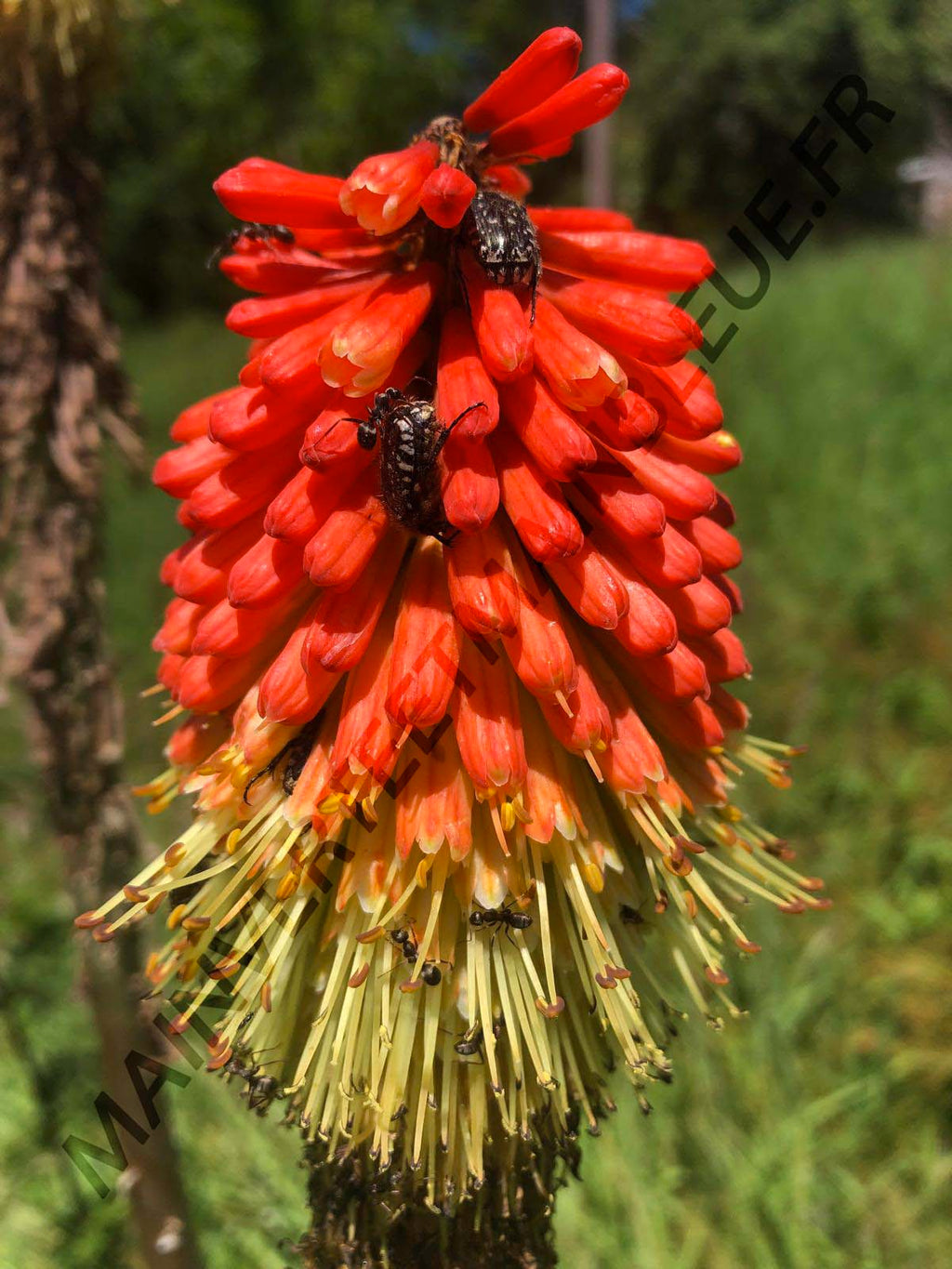 TISON DE SATAN<br><i><b>Kniphofia uvaria</i></b>