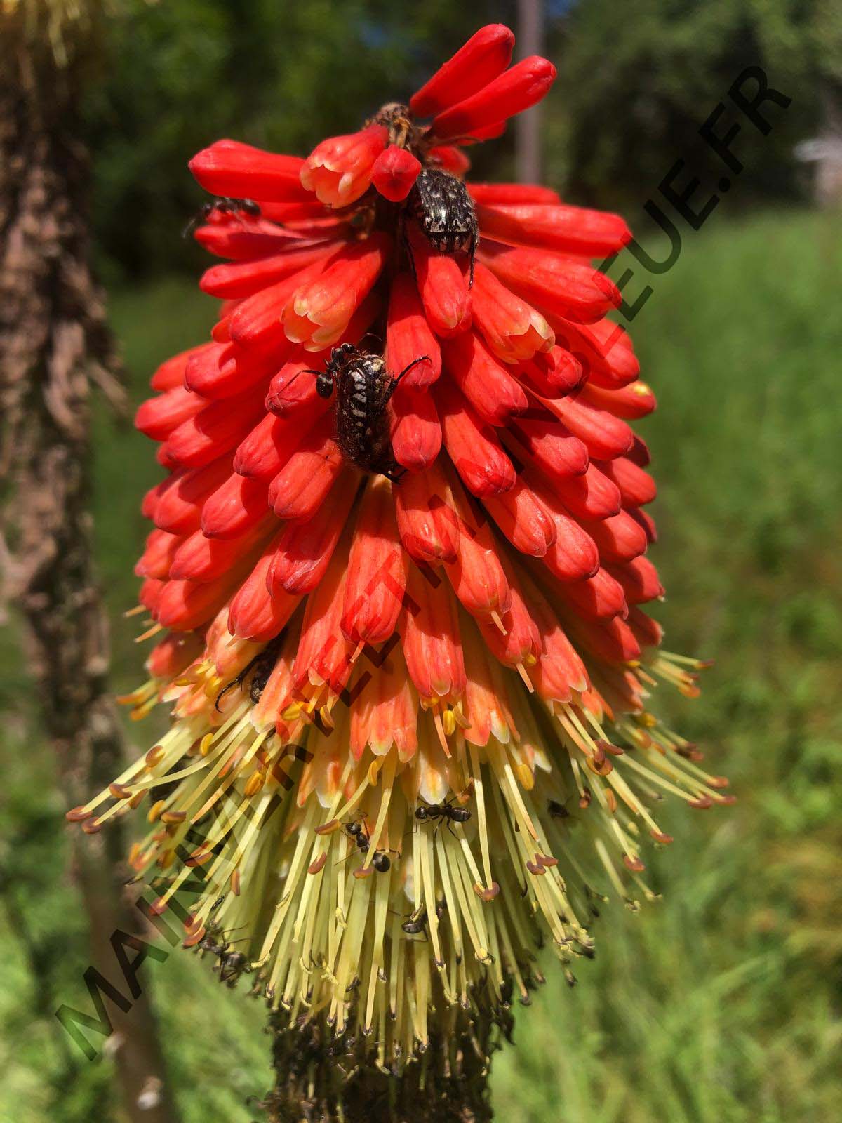 TISON DE SATAN<br><i><b>Kniphofia uvaria</i></b>