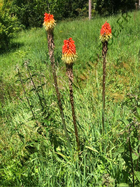 TISON DE SATAN<br><i><b>Kniphofia uvaria</i></b>