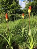 TISON DE SATAN<br><i><b>Kniphofia uvaria</i></b>
