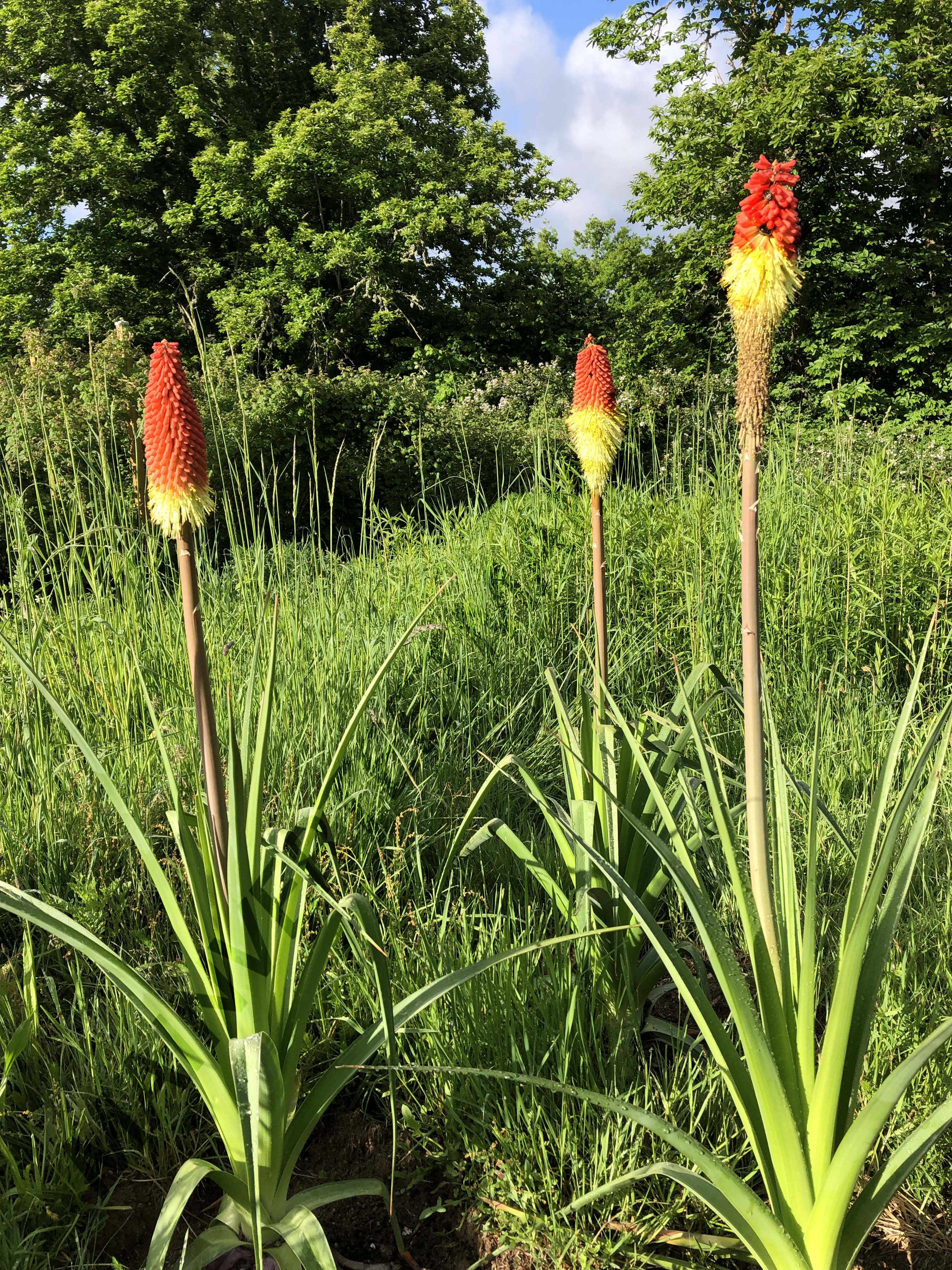 TISON DE SATAN<br><i><b>Kniphofia uvaria</i></b>