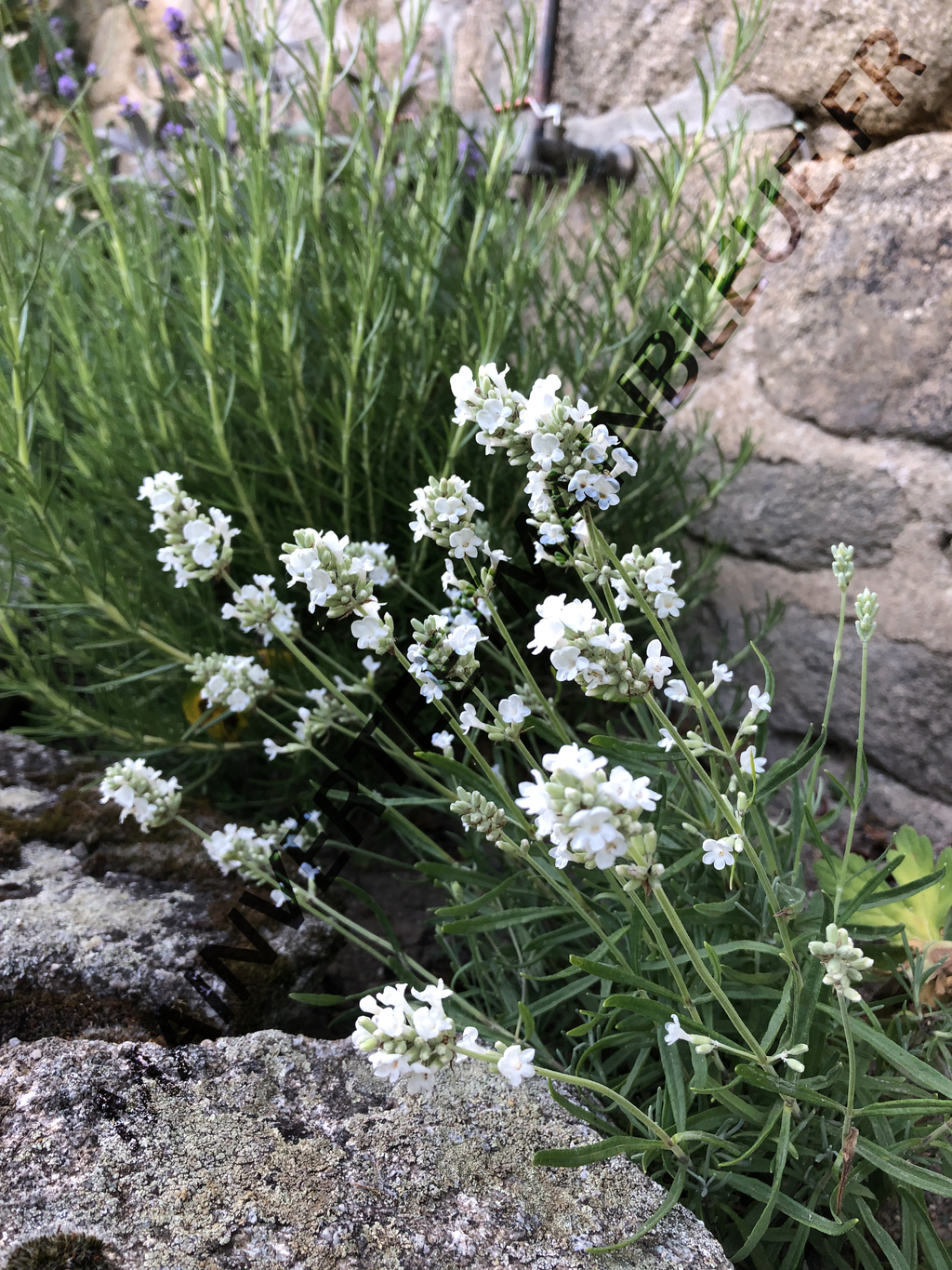 LAVANDE BLANCHE<br><i><b>Lavandula augustifolia  'ellagance snow'</i></b>