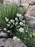 LAVANDE BLANCHE<br><i><b>Lavandula augustifolia  'ellagance snow'</i></b>