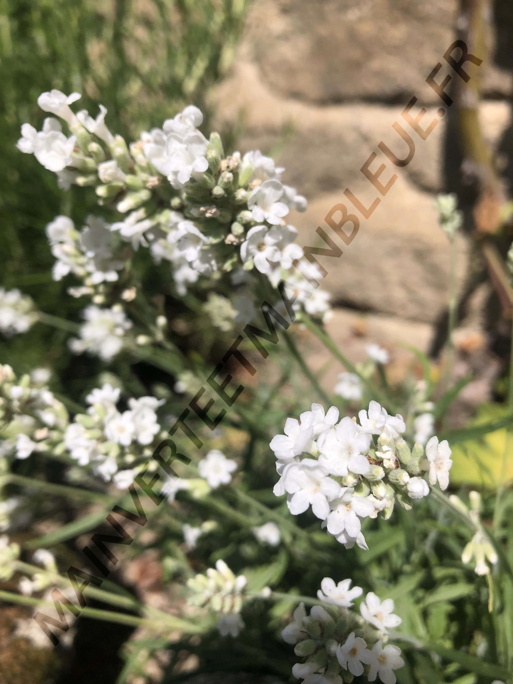 LAVANDE BLANCHE<br><i><b>Lavandula augustifolia  'ellagance snow'</i></b>