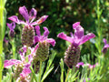 LAVANDE PAPILLON<br><i><b>Lavandula stoechas  subsp. pedunculata</i></b>