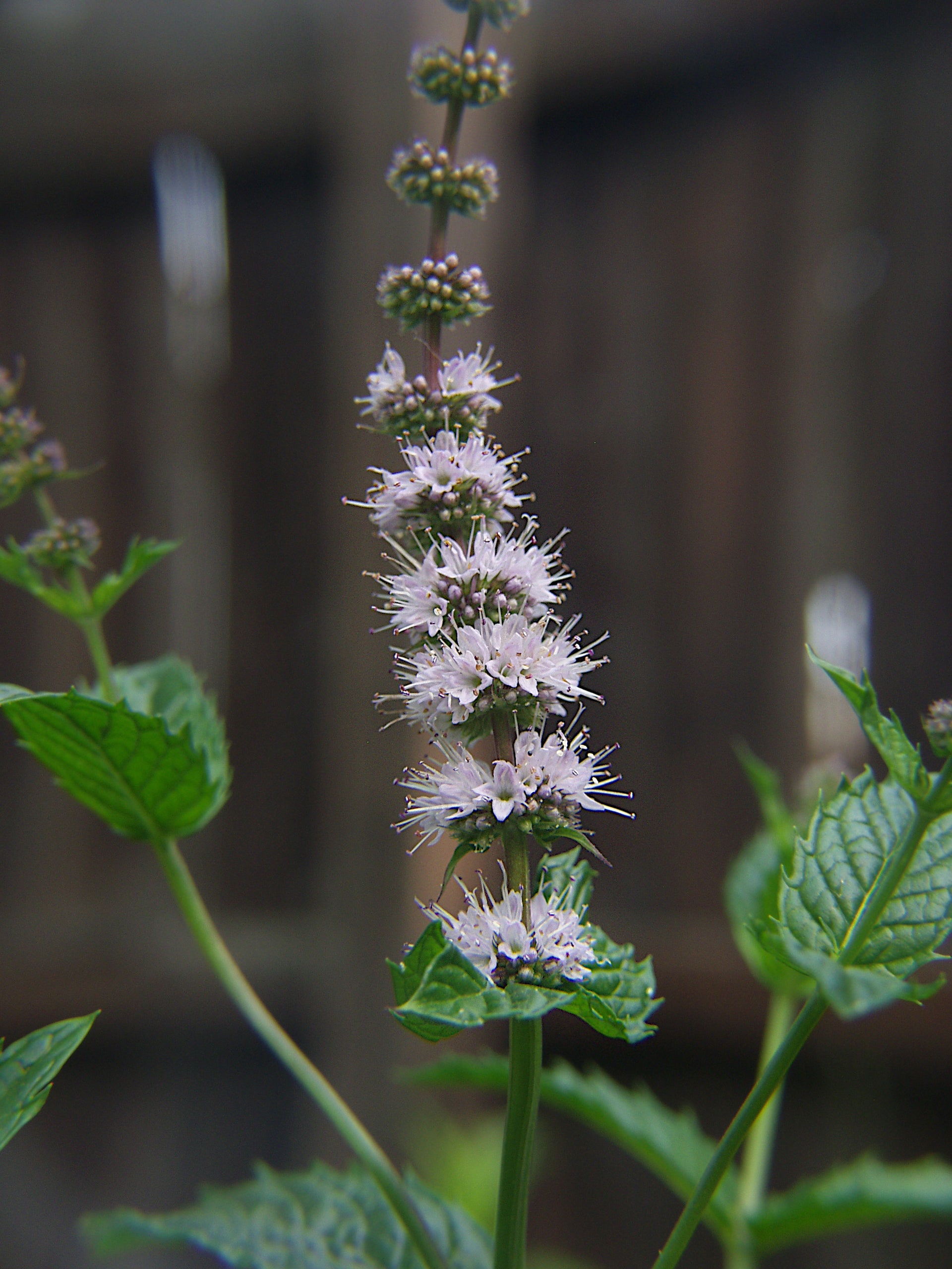 MENTHE VERTE, MENTHE EN ÉPI<br><i><b>Mentha spicata</i></b>