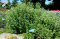 MENTHE DES MONTAGNES<br><i><b>Pycnanthemum muticum</i></b>