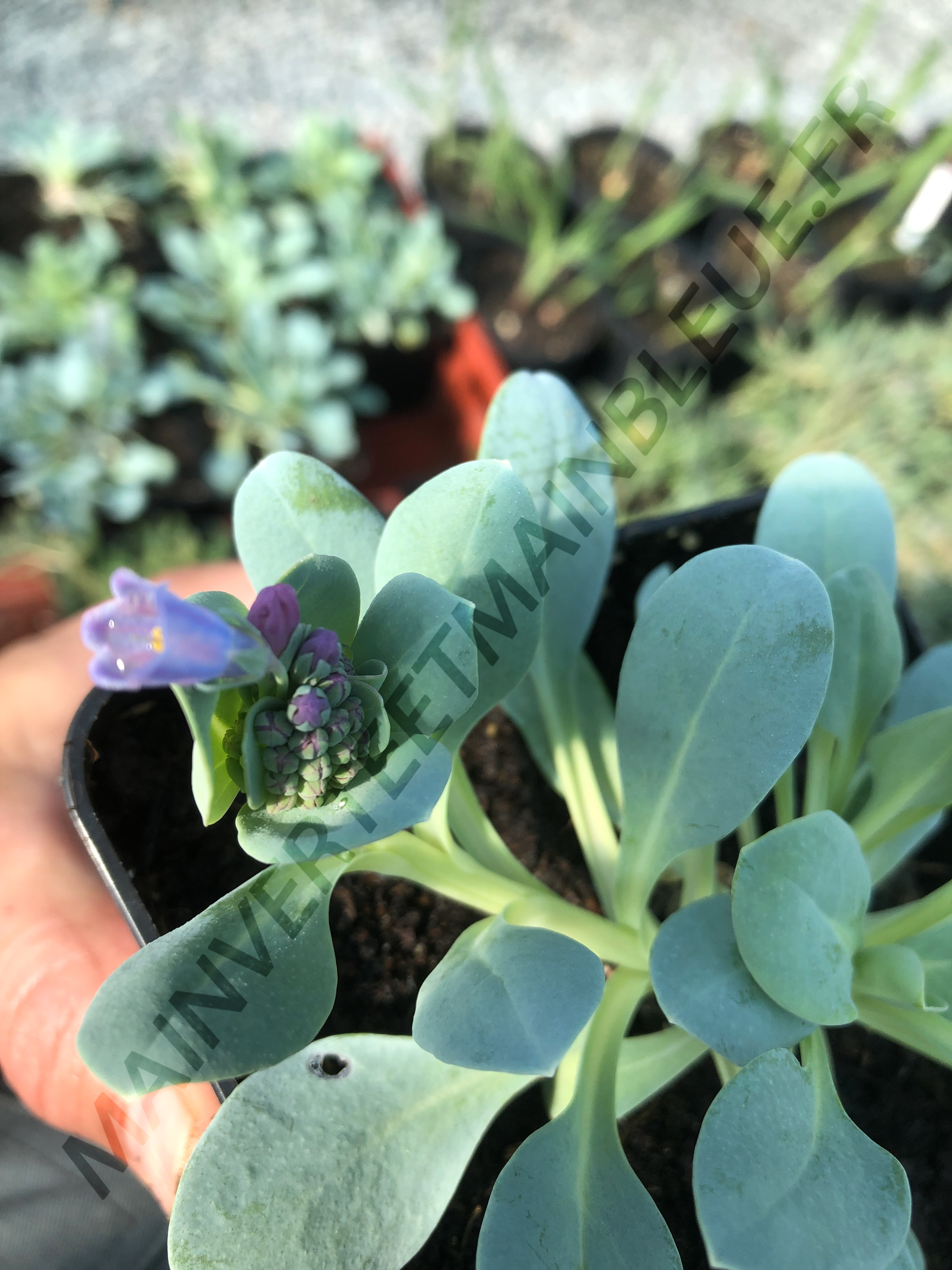 PLANTE À GOÛT D'HUITRE<br><i><b>Mertensia maritima</i></b>