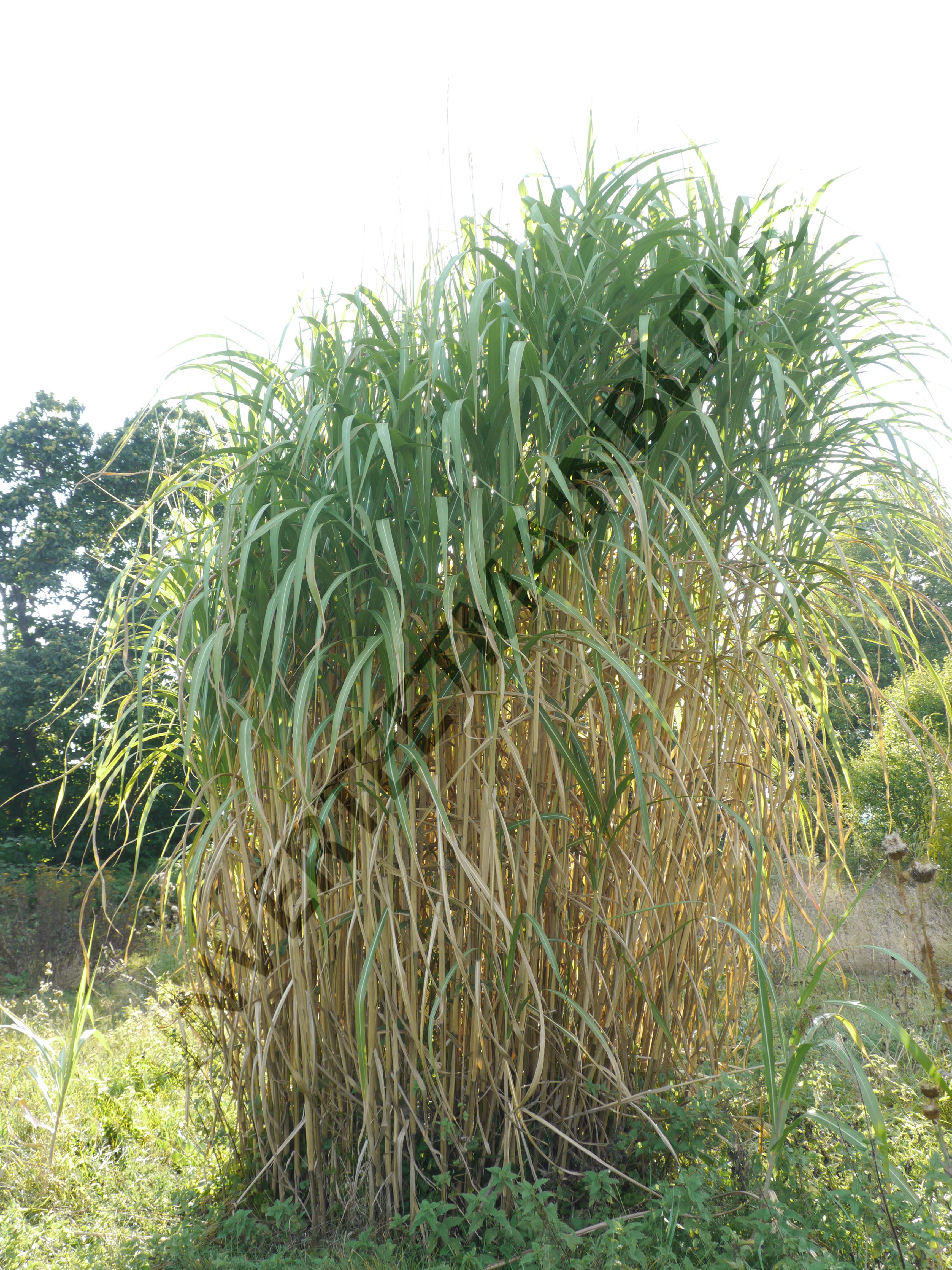 HERBE À ÉLEPHANT<br><i><b>Miscanthus giganteus</i></b>