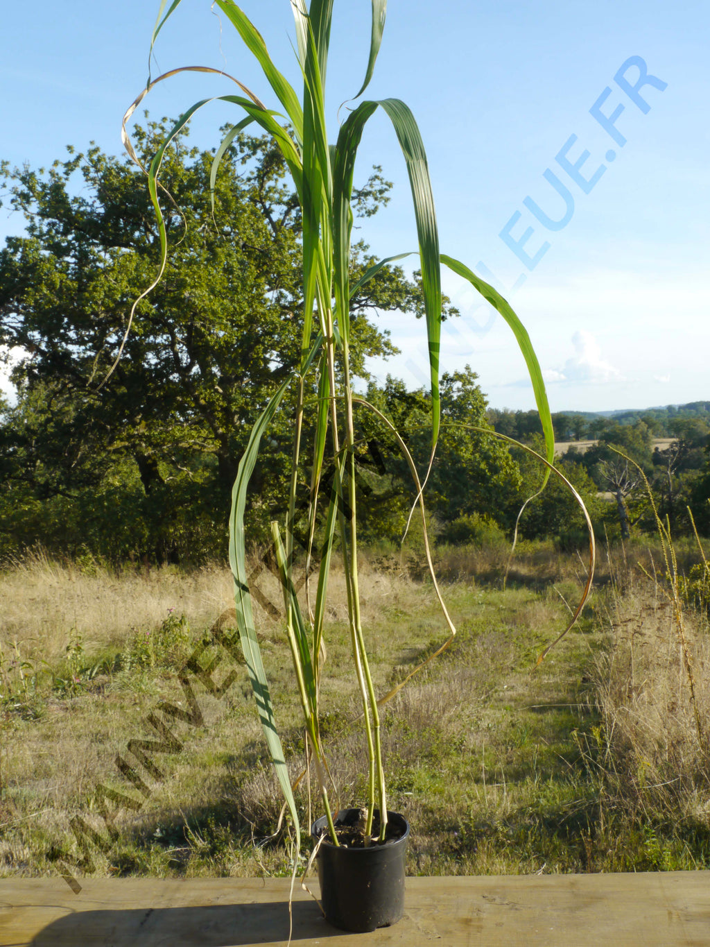 HERBE À ÉLEPHANT<br><i><b>Miscanthus giganteus</i></b>