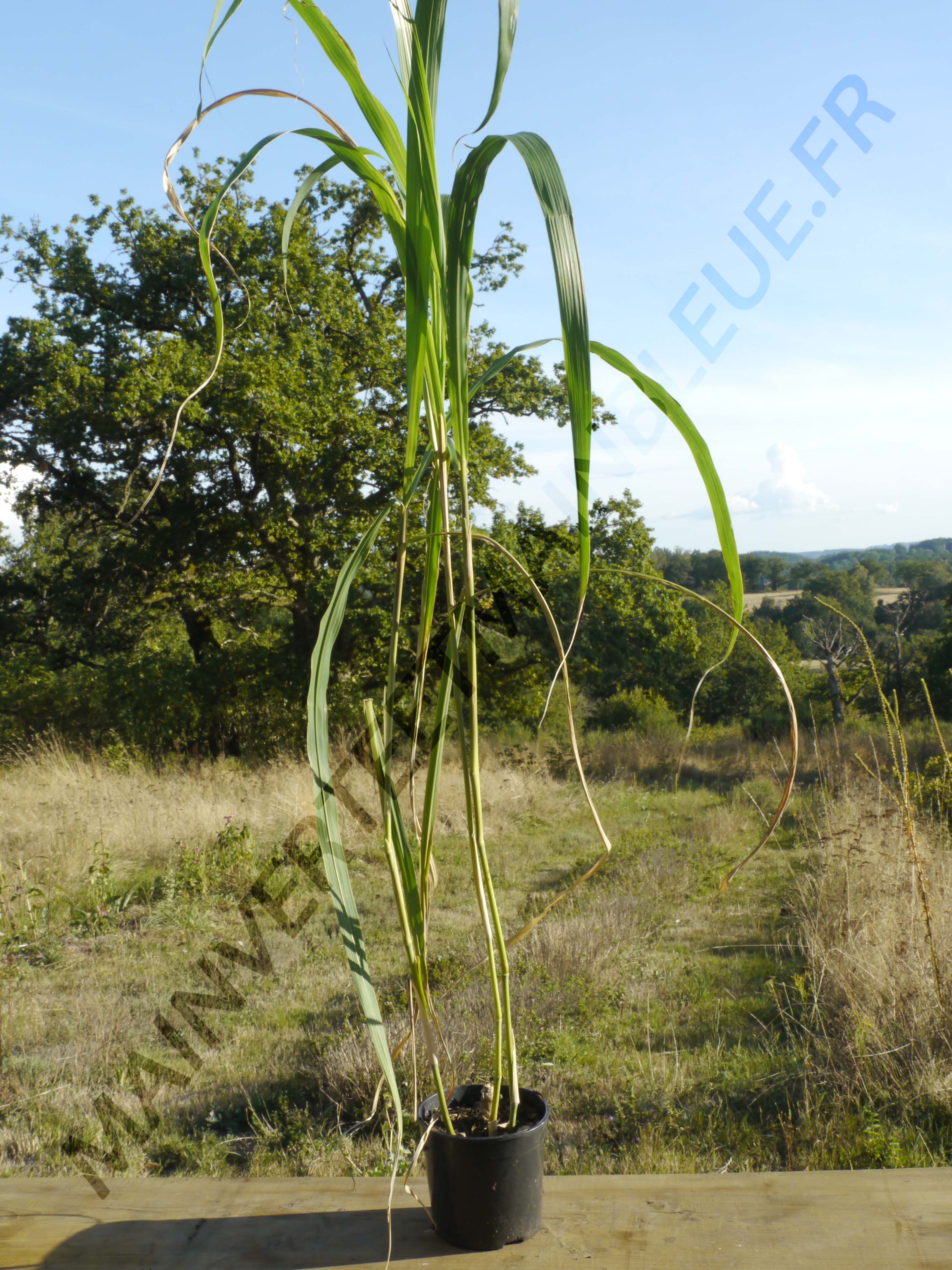 HERBE À ÉLEPHANT<br><i><b>Miscanthus giganteus</i></b>