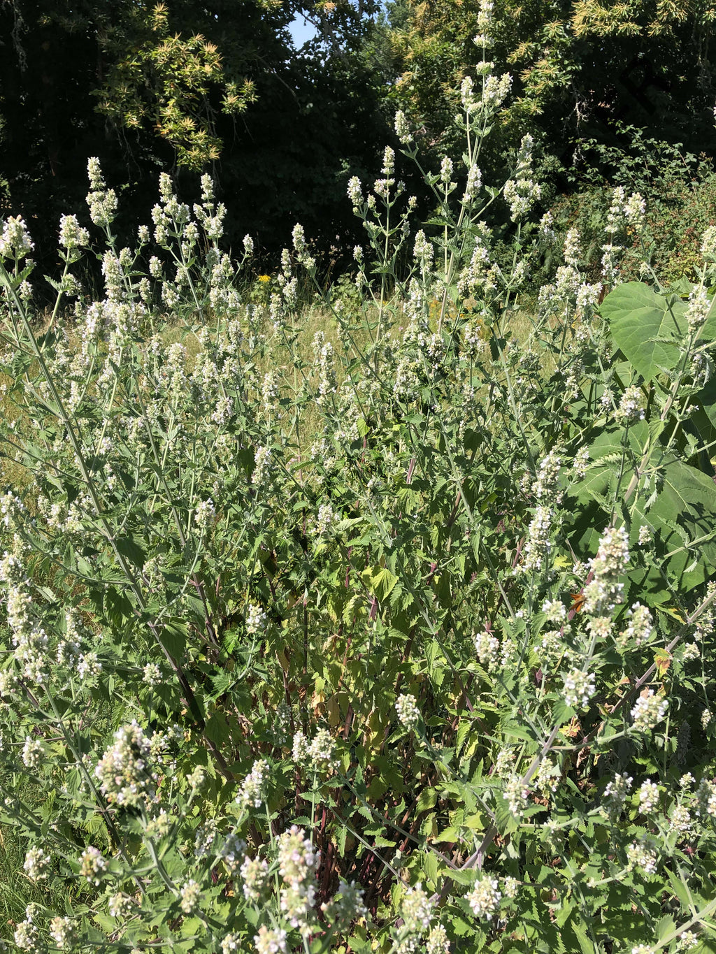 NEPETA DES CHATS<br><i><b>Nepeta cataria</i></b>