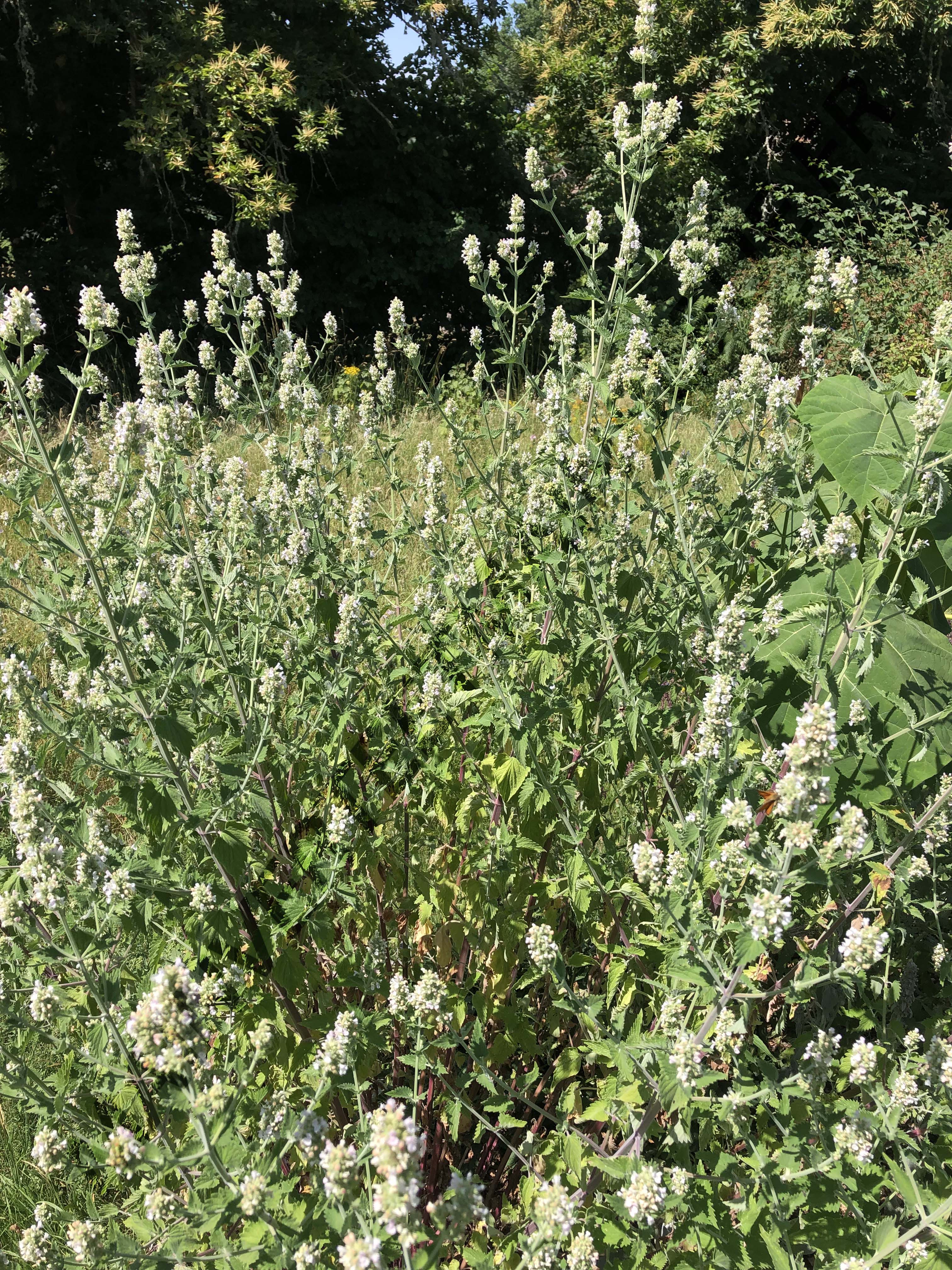 NEPETA DES CHATS<br><i><b>Nepeta cataria</i></b>